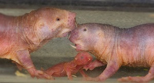 Reproduction du rat-taupe nu - Animaniacs