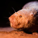 A naked mole rat