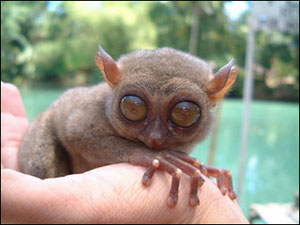 Tarsier dans la main d'un hommein-homme