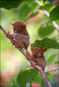 Tarsiers