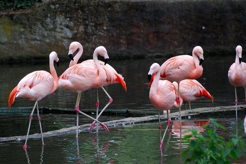 Flamant rose