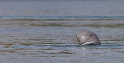 Dauphin de l'Irrawaddy