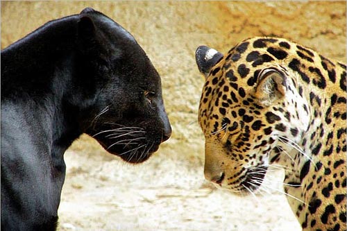 leopard panthère même animal