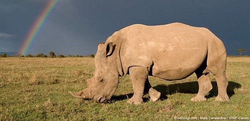 rhinoceros protegé