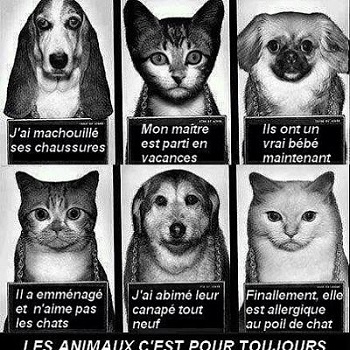 sensibilisation abandon animaux