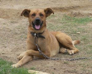 chien refuge pyrgos