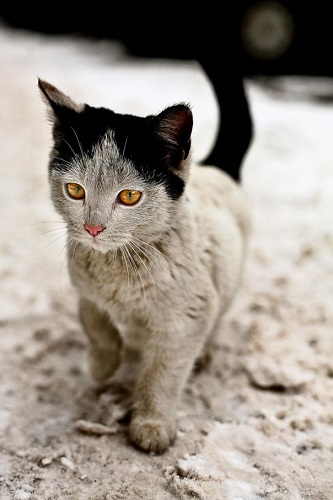 Chat grand mère