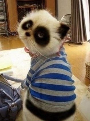 chat panda