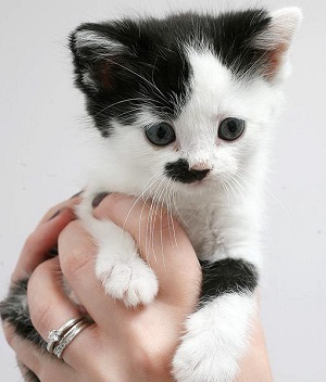 chaton hitler