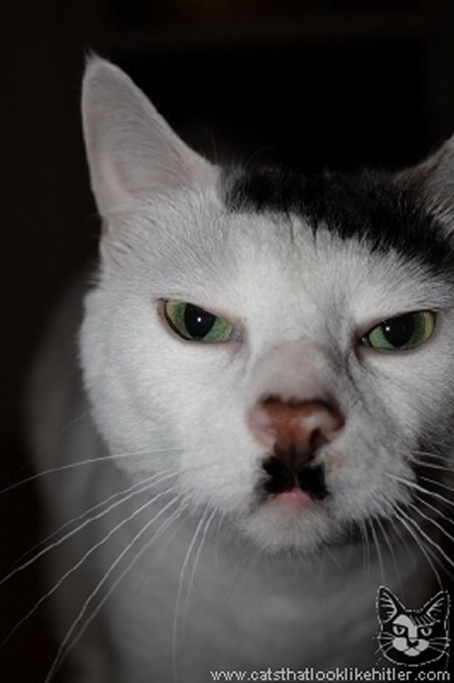 Kitler chat hitler