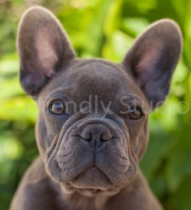 photo bouledogue