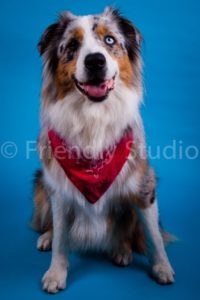 photo de chien Friendly Studio