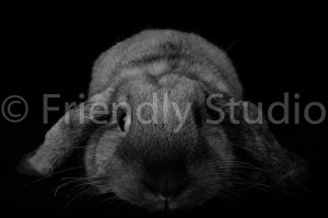 photo lapin