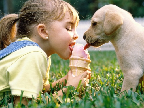 Confiance du chien