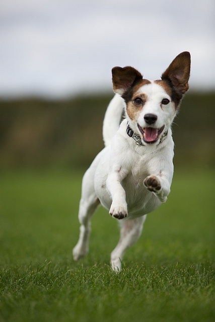 Chien en bonne santé