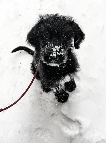 chien dans le froid