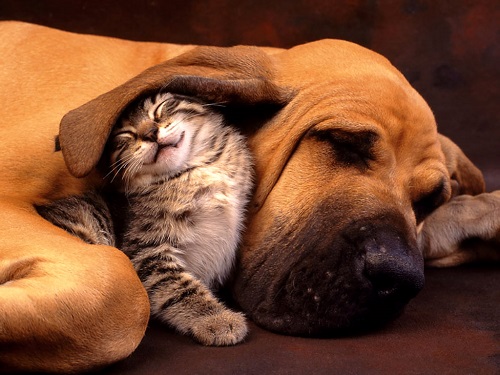 chien et chat