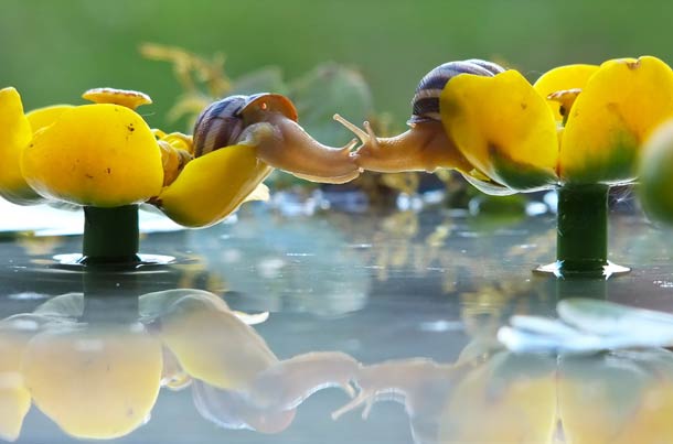 Couple d'escargot