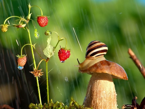 Escargot sous la pluie