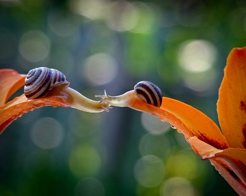 Escargot kissing