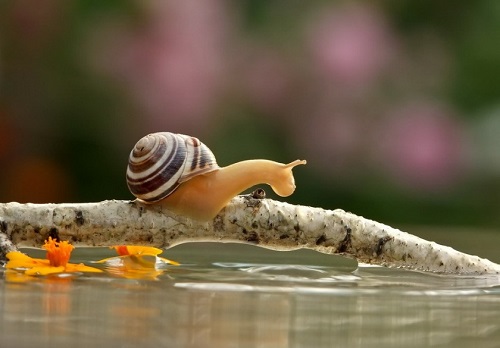 Escargot sur l'eau