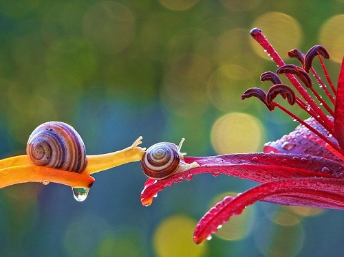 Photo macro escargot