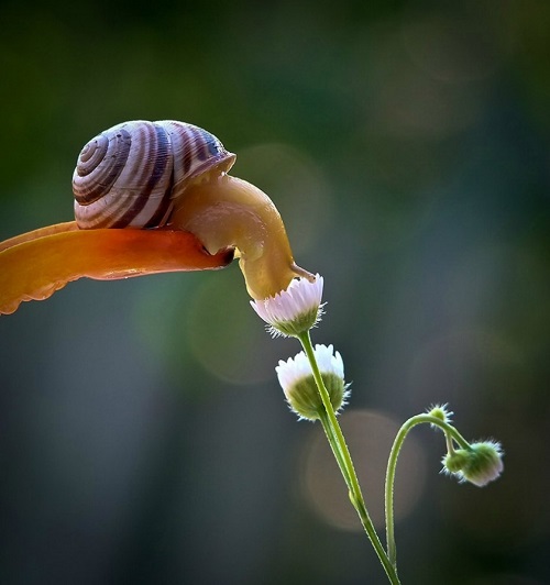 Escargot butine une fleur