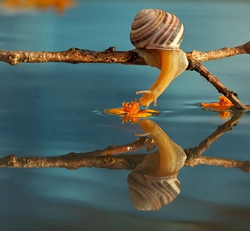 Escargot sur l'eau