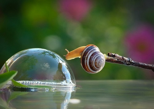 Escargot avec goute d'eau