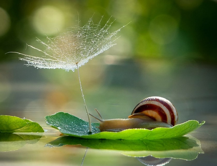 Escargot sur une feuille