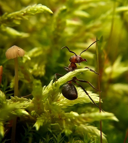 Fourmis macro photo