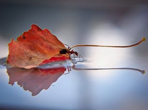 Fourmis macro photo