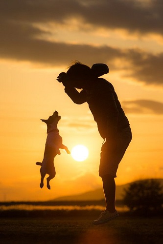 Joue avec ton chien