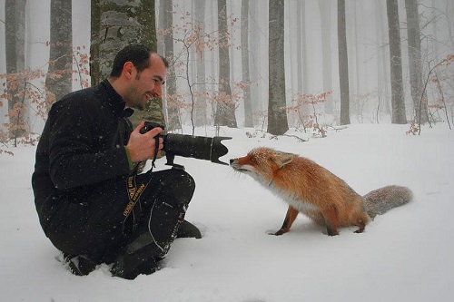 magnifique renard