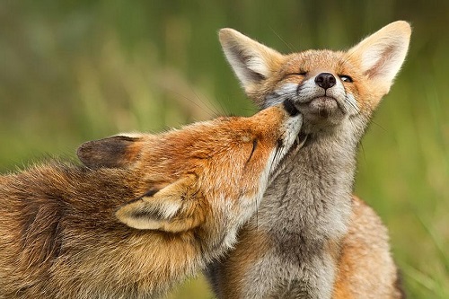 magnifique renard