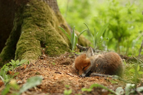 magnifique renard