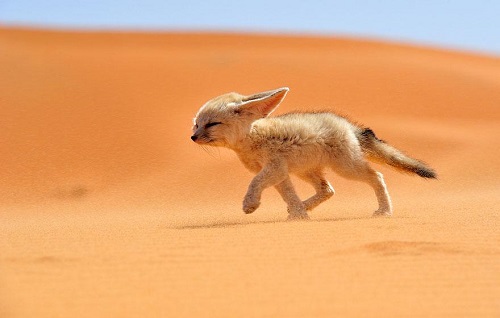 magnifique renard