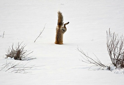 magnifique renard