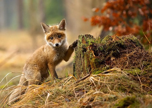 magnifique renard