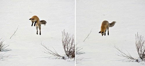 magnifique renard