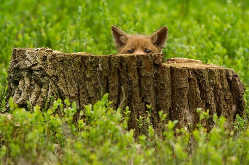 magnifique renard