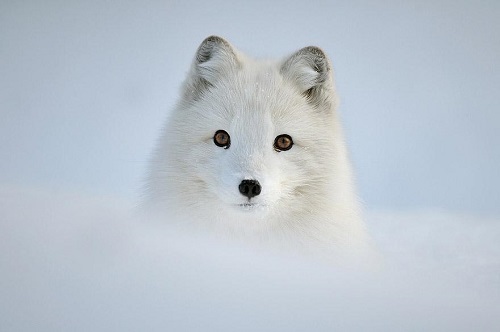 magnifique renard