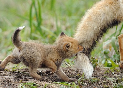 magnifique renard 