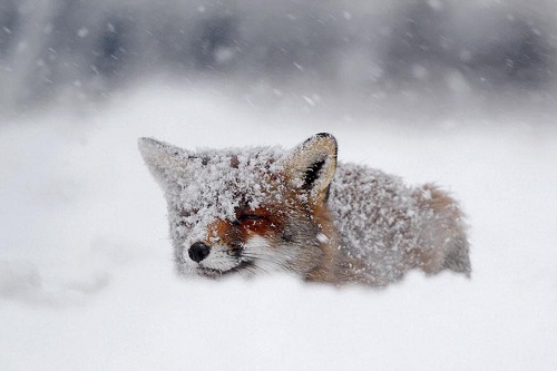 magnifique renard