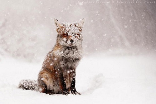 magnifique renard