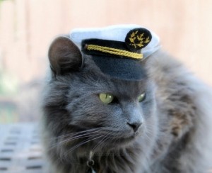 Chat capitaine