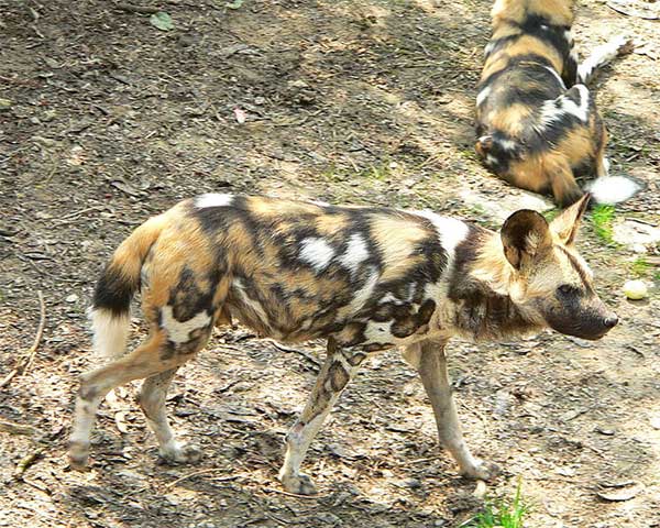 Chiens hyènes