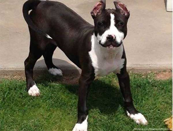 Chien à moustache