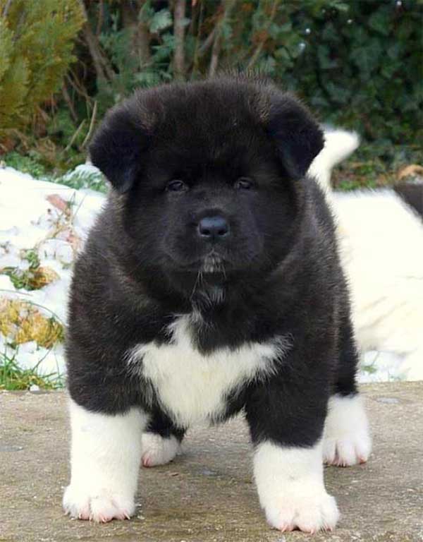 Chiot akita avec chaussettesa