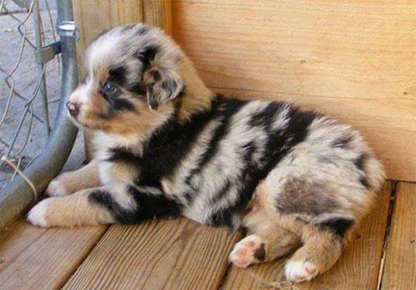 Chiot avec un beau pelage